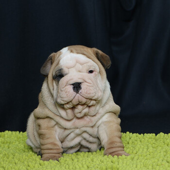 【45天保障】英牛犬幼犬活体纯种狗狗英国斗牛犬幼崽 颜值s级 母