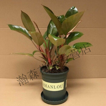大叶 金钻 四季常青 吸绿植盆栽办公室内花卉 红钻大苗四十到五十高