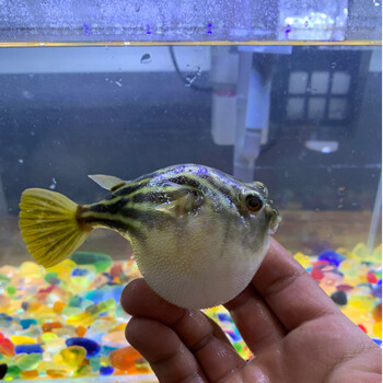 天弗斑马狗头鱼v字毛毛木瓜非洲大型潜水艇活体热带淡水观赏鱼 斑马