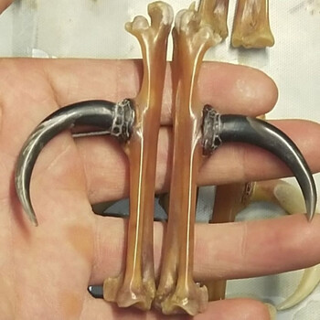 文玩鸡蹬骨文玩鸡蹬骨鸡拐骨鸡爪骨玉化把玩鸡蹬子冷门手把件鸡凳子盘