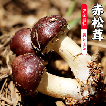 与自然和谐共存的“密水农家”鲜菌菇,味觉与视觉的双重感受