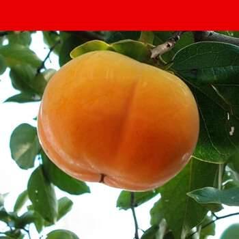 富有柿子日本太秋甜柿脆甜当季水果新鲜硬柿子 3斤装【图片 价格 品牌