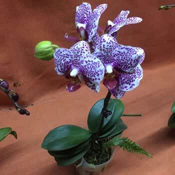 室内客厅年宵花卉兰花苗小苗四季开花易养 小蝴蝶兰黑杰克【小树脂】