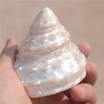 天然贝壳海螺珍珠塔螺荧光塔螺天然塔螺家居鱼缸水族装饰贝壳小号78