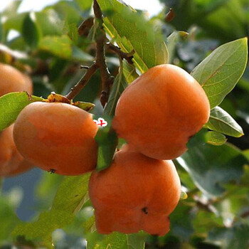 日本甜柿苗阳丰树苗脆甜柿子苗嫁接苗阳丰甜柿南方北方种植果树2年苗111cm 含 140cm 含 图片价格品牌报价 京东