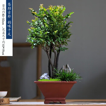 磐阙 黑骨茶小叶紫檀盆栽盆景树桩室内客厅茶桌面节日送礼好养植物 黑
