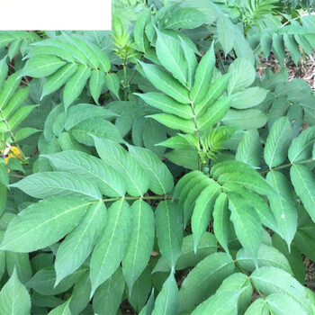 伟博鲜接骨草陆英中药八棱麻小接骨丹跌打扭伤 官方