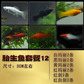易萌胎生鱼玛丽鱼皮球鱼红箭红玛丽米奇牡丹除油膜鱼胎生鱼热带观赏鱼活体鱼胎生鱼套餐12 图片价格品牌报价 京东