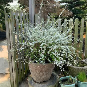 御春阁室内外耐寒好养的花卉盆栽喷雪花耐热庭院阳台种植雪柳垂吊绿植物推荐 花期开花多多 丛生喷雪花8 10分枝高1米 图片价格品牌