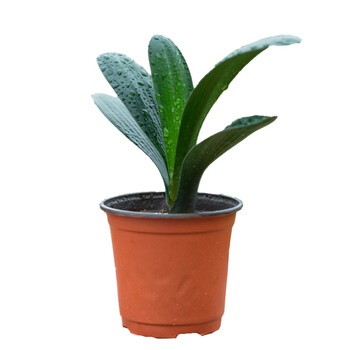 深夜花园四季君子兰盆栽5 8片叶子 深夜花园四季君子兰盆栽5 8片叶子圆头和尚大苗带花苞花卉植物室内绿植客厅开花高档好养 行情报价价格评测 京东