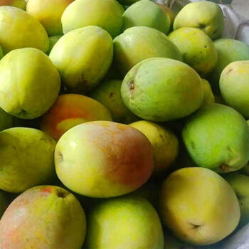 大理洱源酸木i瓜野生新鲜清脆酸爽孕妇水果凉拌生吃泡酒炖鸡青木i瓜 5