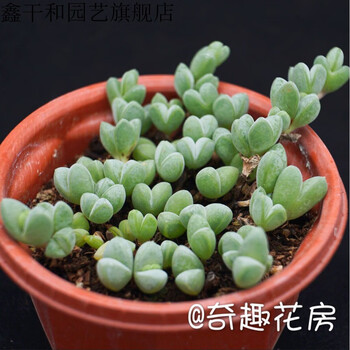 多肉植物手捧花状山地玫瑰盖瑞米尔粉耶罗玫瑰礼盒多肉小球玫瑰锦碧玉莲30叶散群带盆带土裸根不带土 图片价格品牌报价 京东