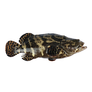 广西北海深海捕捞鲜活龙胆石斑鱼珍珠斑鲜活速冻1213斤条默认帮杀净每