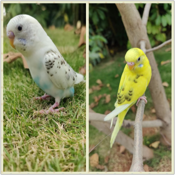 鸚鵡活鳥寵物鳥顏色鮮豔鸚鵡虎皮鸚鵡鸚鵡手養小鳥會說話的鳥 黃雲斑