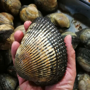 鲜活大赤贝海鲜贝类新鲜大毛蚶活蛤蜊毛蛤血蛤生吃刺身水产 1斤试吃装