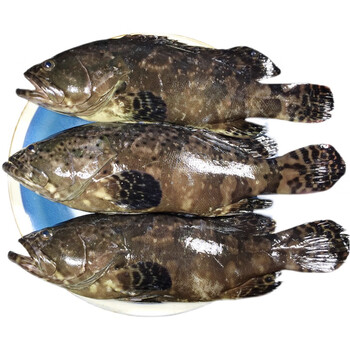 石斑鱼鲜活冷冻现捕大龙胆鱼海鲜珍珠斑鲜活水产鱼类3斤