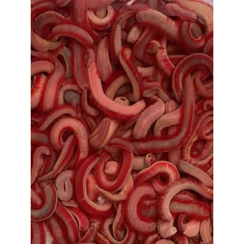 适用岸边沙滩船钓血虫钓饵 钓春只黄山鲷科 湛江金地海钓红虫钓鱼