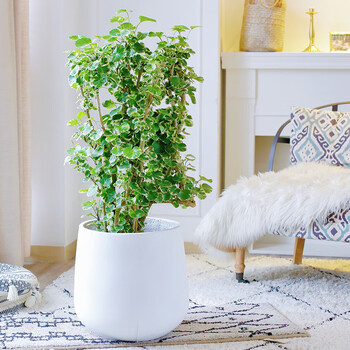 花叶福禄桐网红大型室内植物盆栽客厅办公室开业乔迁送礼盆景绿植 花