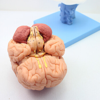 医学人体大脑解剖模型脑干脑室间脑小脑模型神经科模型 大脑结构模型
