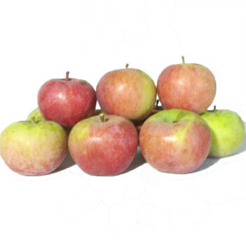 东北小国光苹果酸甜脆新鲜苹果 水果正宗老式国光10斤 10斤净重 正宗