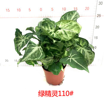 纳格兰合果芋小盆栽绿精灵黄金童子粉红佳人室内桌面植物绿精灵110 1盆多株苗含盆 图片价格品牌报价 京东 纳格兰合果芋小盆栽绿精灵黄金童子粉红佳人室内桌面植物绿精灵110 1盆多株苗含盆 图片价格品牌报价 京东