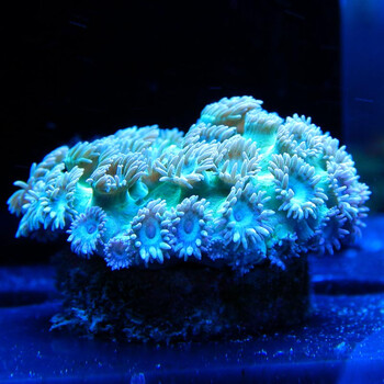 圆盘人工圆盘活体珊瑚海缸观赏珊瑚宠物海水鱼lps软体珊瑚快递包活