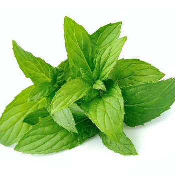 蔬菜种子四季播套餐阳台种菜盆栽水果香菜韭菜籽小葱菠菜种子 薄荷