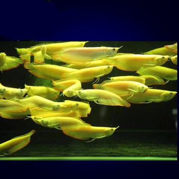 姬卉红眼黄化银龙白子银龙大型鱼热带鱼观赏鱼活体顺丰 红眼黄化银龙