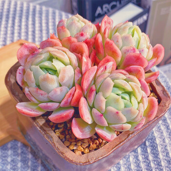 胭脂奶油贝瑞群生多肉老桩双子贝瑞多肉植物萌肉肉四季盆栽 胭脂贝瑞