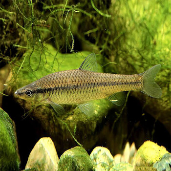 迈乐佳maleejia鳑鲏鱼活体溪流缸除藻小型原生群游旁