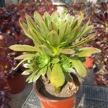 法师三圣赤霞飞水墨画欧紫铜壶一物一拍缀化老桩多肉植物桌面花卉