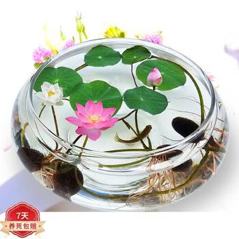 欧洲品质莲子水培植物阳台花卉水生水养花盆栽观赏观赏莲子30粒塑料盆
