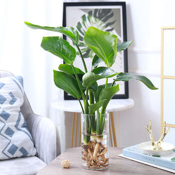 水培天堂鸟植物大绿植盆栽四季常青水养花卉鹤望兰室内阳台办公桌水培