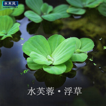 水芙蓉苹果萍红毛丹不加温浮性水草室外鱼池水生植物鱼缸净化水质水芙蓉10朵 图片价格品牌报价 京东
