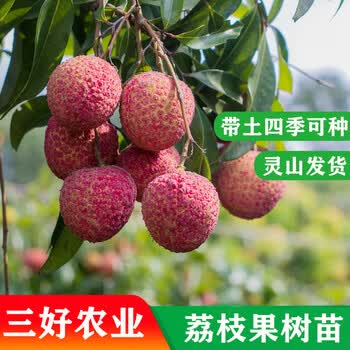 二毫米阳光黄忠文果苗无核荔枝妃子笑桂味荔枝嫁接苗地栽盆栽果树苗