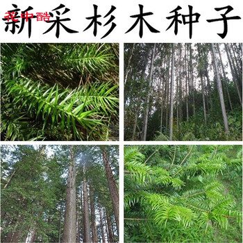 花中酷杉木种子水杉种子冷杉柳杉种子落羽杉种子刺杉速生杉树种子池杉籽 刺杉半斤 图片价格品牌报价 京东