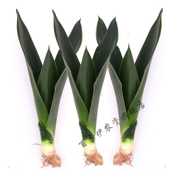 白玉虎皮兰室内客厅办公室新房好养绿植基地直发 黑钻3棵(20-35cm)