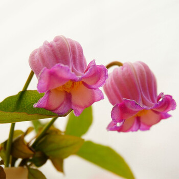 【虹越】进口铁线莲苗带土盆栽苗 铃铛/德克萨斯型夏日风铃系列 庭院