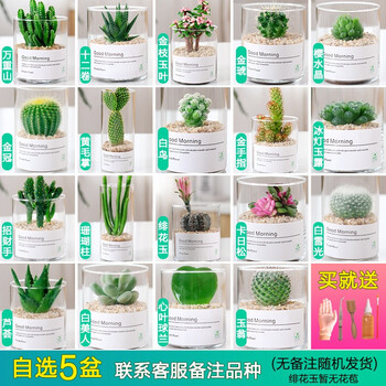 开时果 多肉植物仙人球仙人掌小盆栽桌面植物 肉肉组合办公室内绿植花卉 【5盆自选】组合多肉植物