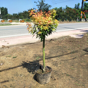 黄金枫树苗 日本橙之梦原生苗 南北方盆栽地栽庭院种植黄金枫小苗赤