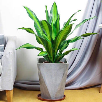 秋颖金边巴西铁树盆栽 香龙血树 室内植物 客厅绿植 花卉木 也门铁