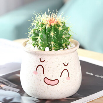 植物仙人掌类开花仙人球超萌小盆栽电脑办公室桌面彩色金虎白色可爱