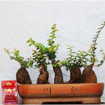 小叶五翅莓 庭院盆景绿植云南倒挂金钟深红树萝卜 小颗(造型随机) .