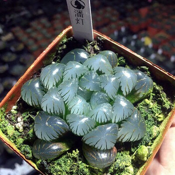 彩色玉露多肉植物盆栽冰灯水晶雨露新手好养肉肉室内阳台桌面花卉