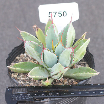 植物员外贝壳龙龙舌兰科沙生夏型种多肉植物防辐射景观绿植5750 裸根不带土 图片价格品牌报价 京东