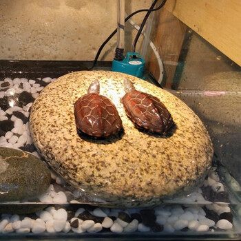 oein乌龟晒台石头天然鹅卵石超大鱼缸观景石扁平造景爬石台浮岛晒背台