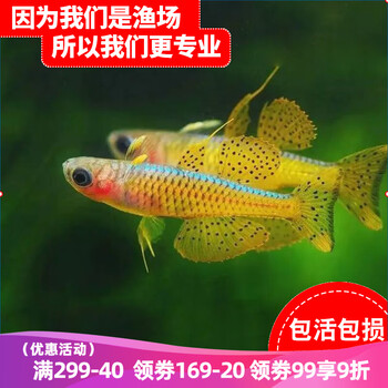 云峰海瑞品牌小型热带鱼：颜值与性价比并存