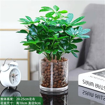 八方来财鸭脚木四季常青室内阳台桌面绿植盆栽花卉发财树苗招财树 八方来财一盆四颗【圆柱玻璃瓶 含盆