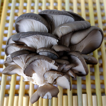 现采平菇 肉质鲜嫩肥美 新鲜蔬菜 蘑菇 菌菇 3斤