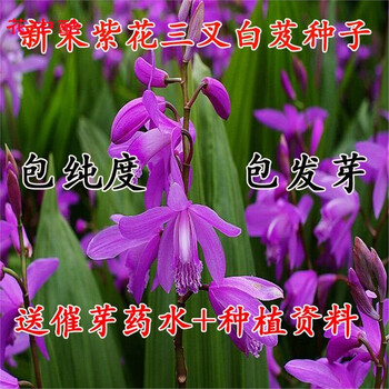 花中酷材种子白芨种子紫花白芨种子蜀妙三叉白芨种子药材种子半斤种子 图片价格品牌报价 京东